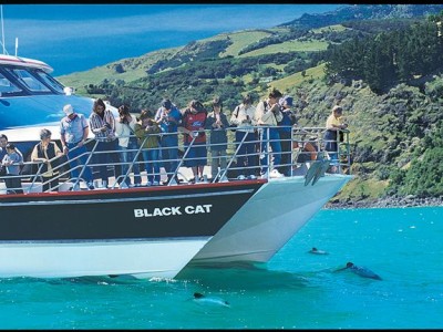Hectors Dolphins on Akaroa Nature Tour