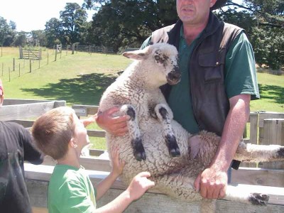 Spring lamb on Christchurch Farm Tour