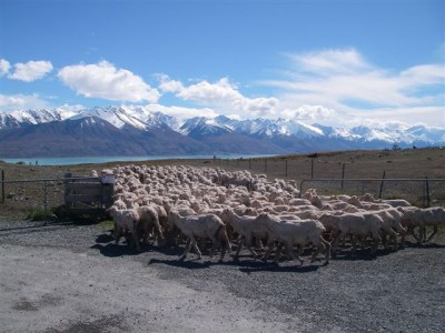 Classic New Zealand Mountain Scenery