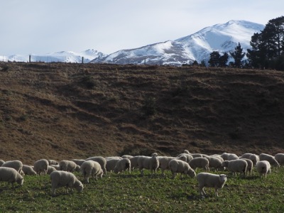 Flock of sheep at Hanmer Springs