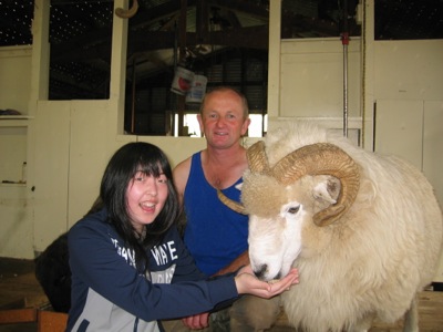 Christchurch Farm Tour feeding the ram