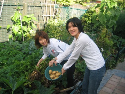 New Potatoes harvesting on the Christchurch Orgainc Garden tour